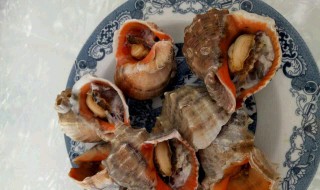 海螺怎么做好吃 海鲜海螺怎么做好吃