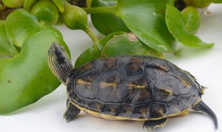 长寿龟要怎么养 长寿龟怎么养?
