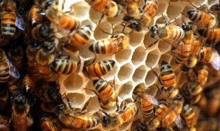 蜜蜂养殖十大忌讳（蜜蜂养殖十大忌讳是哪些?正确的做法是什么）