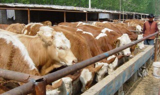 肉牛养殖利润分析 肉牛养殖利润与成本