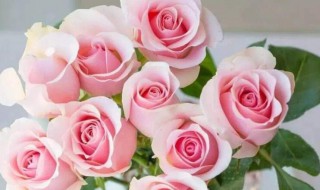 粉红玫瑰花语 粉红玫瑰花语象征与寓意