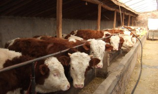 肉牛养殖技术（肉牛养殖技术和方法）