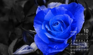蓝玫瑰的花语 碎冰蓝玫瑰的花语