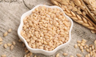 新鲜小麦仁的营养价值 新鲜小麦仁的营养价值和功效