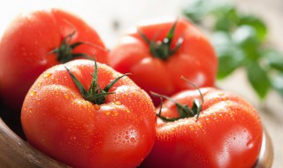 西红柿熟的和生的哪个有营养价值（西红柿熟的和生的哪个有营养价值高）