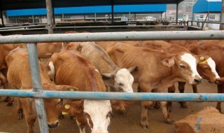 肉牛养殖前景 肉牛养殖前景与利润