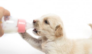 小狗喝了牛奶怎么补救 小狗没奶吃用什么代替