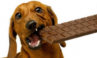 狗吃了巧克力怎么补救（狗吃了巧克力有什么办法自救）
