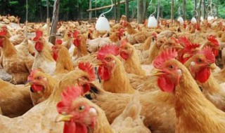 肉鸡养殖技术 肉鸡养殖技术和方法