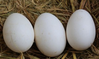 打开的鹅蛋怎么保存 打开的鹅蛋怎么保存不会坏