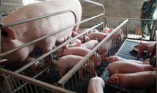 母猪养殖技术（母猪养殖技术要点）