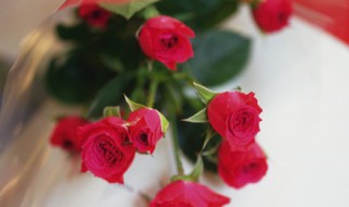 玫瑰花朵数代表的含义（12玫瑰花朵数代表的含义）