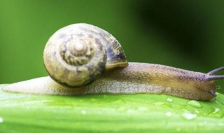 蜗牛的信息有哪些（你知道蜗牛的哪些知识?）