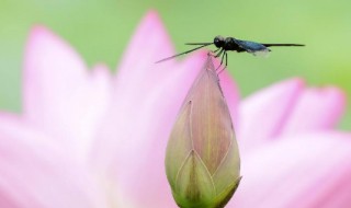 蜻蜓有什么特点和本领（蜻蜓有什么特点和本领呢）