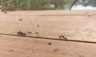 红火蚁是什么（红火蚁是什么毒素类型）