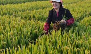 世界上最早种植水稻的国家是 世界上最早种植水稻的国家是哪国