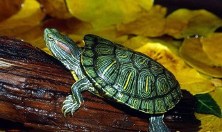 巴西龟冬天要加温吗（巴西龟冬天怎么养 巴西龟冬天要放水吗）