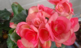 海棠花花语是什么 海棠花哪个品种好
