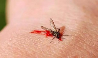 怎么判断床上有螨虫还是蚊子咬的 怎么样判断床上有螨虫