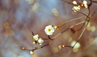 立春的节气特点简写（立春的节气特点简写怎么写）