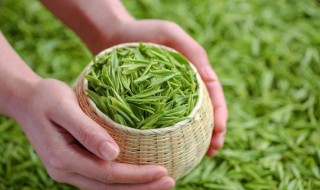 雨前茶是茶中的上品 雨前茶是指