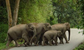 大象是国家几级保护动物（孔雀是国家几级保护动物）
