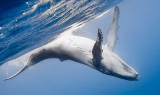 鲸爆和鲸落的区别是什么 鲸爆和鲸落的原因