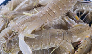 皮皮虾和濑尿虾是一样的吗（濑尿虾和皮皮虾的区别）