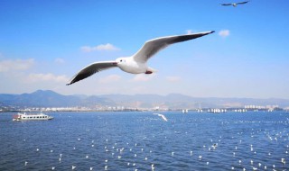 海鸥的生活环境及特点 海鸥的生存环境