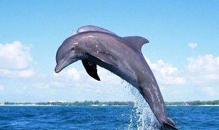 海豚有什么特点 海豚有什么特点请简要的写下来