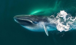 蓝鲸是不是世界上最大的动物 蓝鲸真实图片吓死人了