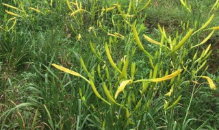 新鲜黄花菜怎么处理能彻底去毒（新鲜黄花菜的处理方法）