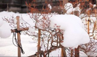 大雪的民俗活动（大雪的民俗活动有那些）