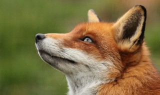 狐狸怎么叫 狐狸怎么叫的拟声词