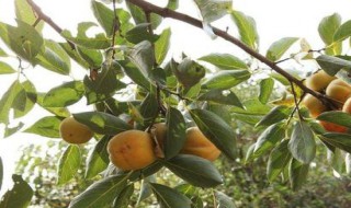 柿子树叶子有什么功效和作用 柿子树叶子有什么功效和作用 糖尿病