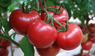 番茄和西红柿有什么区别（番茄和西红柿有什么区别吗?）