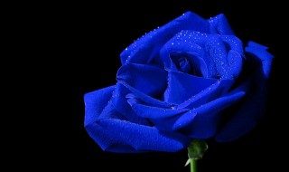 蓝色玫瑰花语 蓝色玫瑰花语代表什么