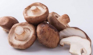 冬菇的营养价值 冬菇的营养价值及功效