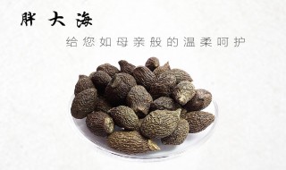 胖大海的功效与作用及食用方法 胖大海的功效与作用是什么