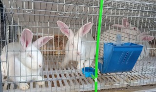 獭兔养殖技术 獭兔养殖技术与视频