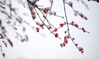 描写雪的诗词（描写雪的诗句 古诗(写雪的美）