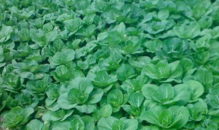 小白菜种植方法和时间 小白菜种植方法和时间几月播种最好