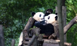 为什么大熊猫不是熊猫 为什么大熊猫不是猫科