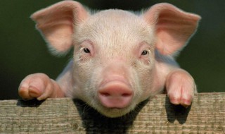 猪怎么叫 荷兰猪怎么叫