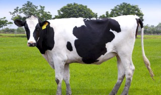 奶牛有公的吗 奶牛有公的吗能挤奶吗