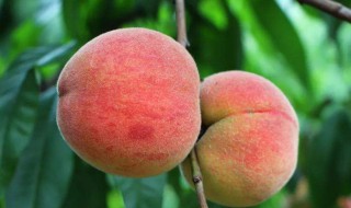 桃子树该怎么种 桃子树该怎么种植