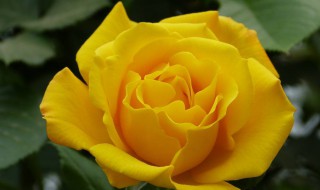 怎么养黄玫瑰花 怎么养黄玫瑰花盆栽