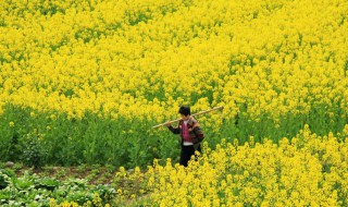 油菜花怎么做好吃（油菜花怎么做好吃家常菜视频）