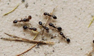 为什么蚂蚁搬家要下雨 为什么蚂蚁搬家要下雨二年级
