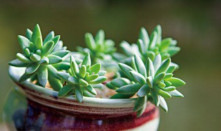 多肉植物养护小常识（多肉植物养护须知）